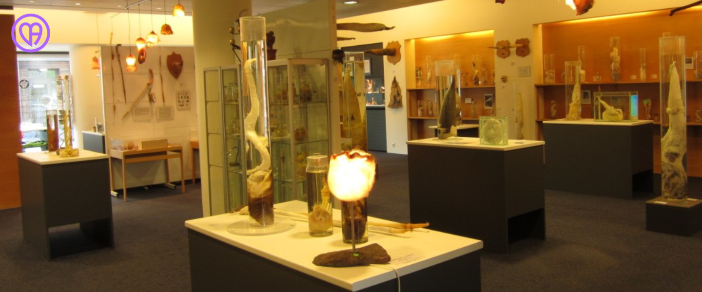 Wisata Unik di Islandia: Museum Penis yang Punya Koleksi dari Manusia Hingga Troll